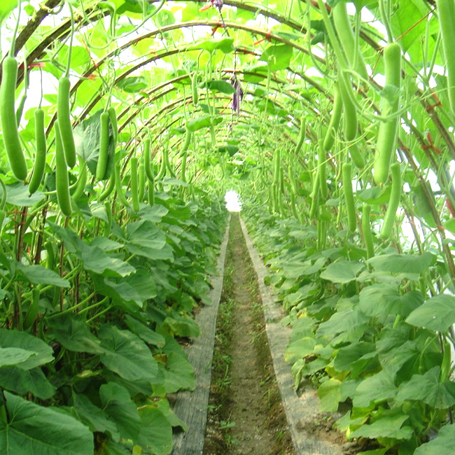 蔬菜基地